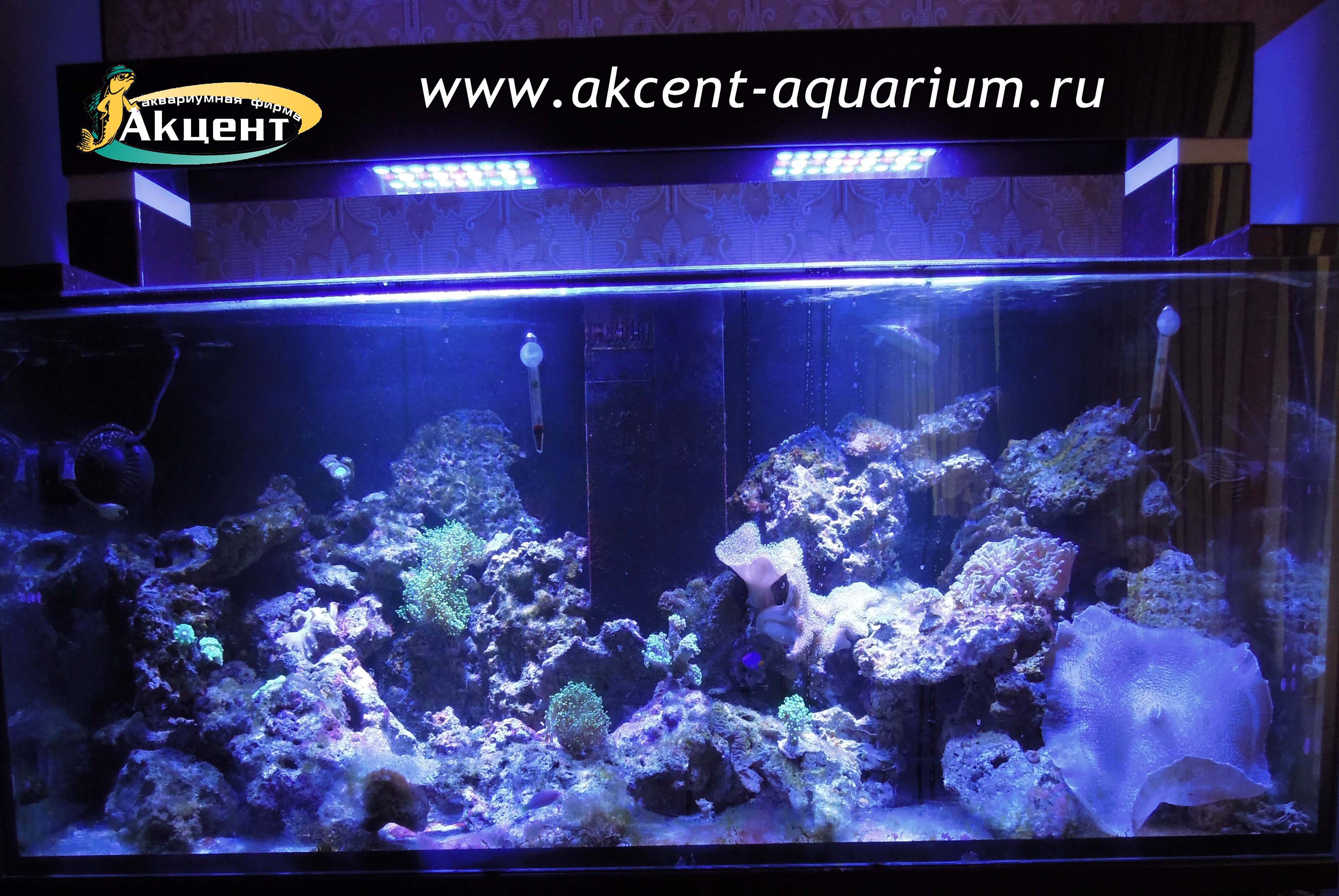 Акцент-аквариум, морской рифофый аквариум 450 литров